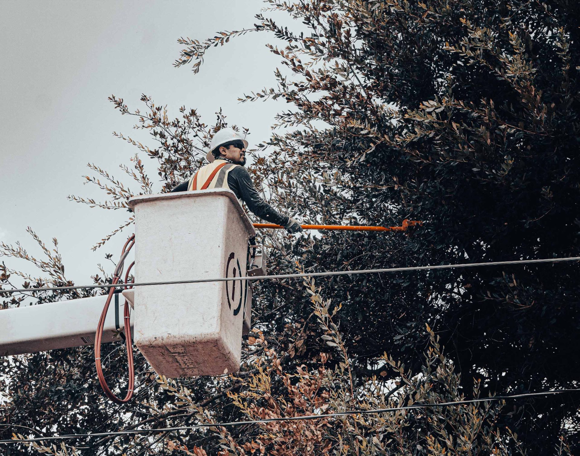 PUC Vegetation Management Line Clearance